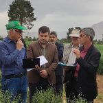 یولاف - بخشاژین