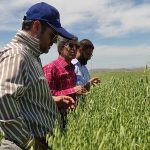 آموزش کشت یولاف