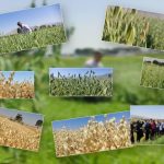 جو دوسر سالم، انرژی طبیعی: افتخار کشت و صنعت سالم فراور باختر، پیشرو در تولید جو دوسر ایران