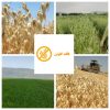 نتایج آزمایش جو دوسر بدون گلوتن بخشاژین: نماد کیفیت و سلامت در صنعت غذایی ایران