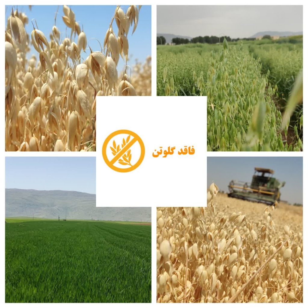 نتایج آزمایش جو دوسر بدون گلوتن بخشاژین: نماد کیفیت و سلامت در صنعت غذایی ایران