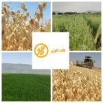 نتایج آزمایش جو دوسر بدون گلوتن بخشاژین: نماد کیفیت و سلامت در صنعت غذایی ایران